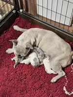 Saffire  merle, a male French Bulldog for sale in Saxon, WI – Photo 5 of 7