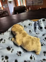 Saffire  merle, a male French Bulldog for sale in Saxon, WI – Photo 2 of 7