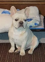 Saffire  merle, a male French Bulldog for sale in Saxon, WI – Photo 4 of 7