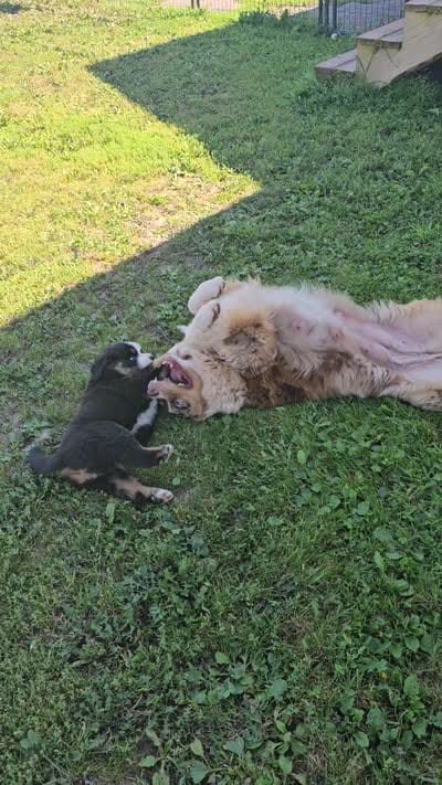 BRUTUS, a male Bernese Mountain Dog for sale in Saxon, WI – 6 of 6