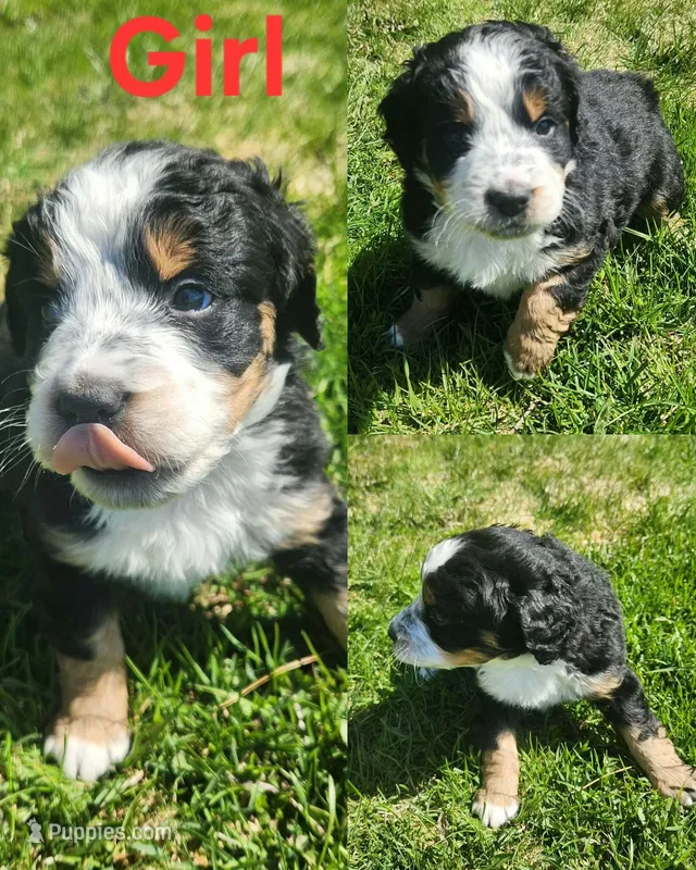 Girl  – Bernese Mountain Dog puppy for sale in Saxon, WI