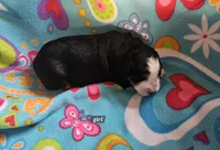 Girl , a female Bernese Mountain Dog for sale in Saxon, WI – Photo 1 of 8