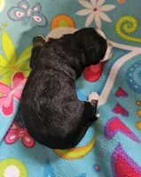 Girl , a female Bernese Mountain Dog for sale in Saxon, WI – Photo 8 of 8