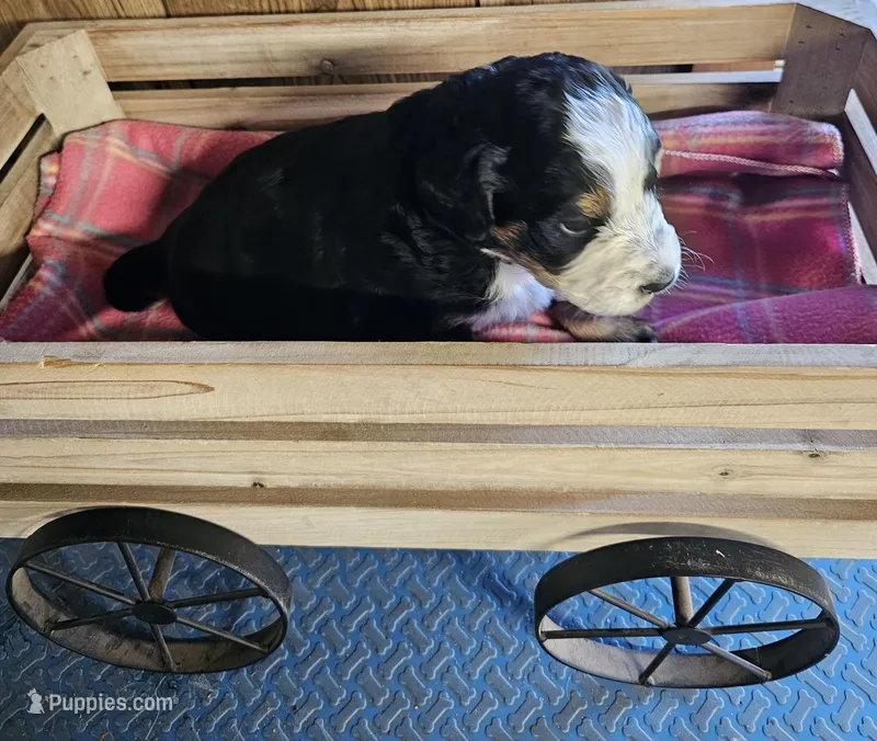 Girl  – Bernese Mountain Dog puppy for sale in Saxon, WI