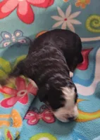 Girl , a female Bernese Mountain Dog for sale in Saxon, WI – Photo 5 of 8