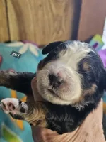 Girl , a female Bernese Mountain Dog for sale in Saxon, WI – Photo 6 of 8