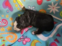 Girl , a female Bernese Mountain Dog for sale in Saxon, WI – Photo 7 of 8