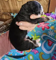 Girl , a female Bernese Mountain Dog for sale in Saxon, WI – Photo 4 of 8
