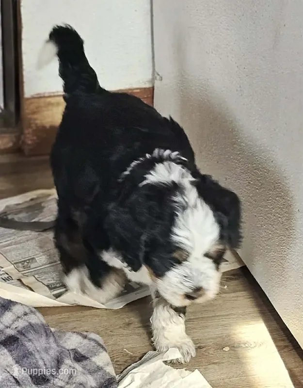 Boy #5 – Bernese Mountain Dog puppy for sale in Saxon, WI