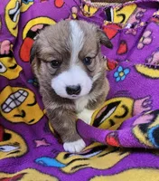 B3 Akc, a male Pembroke Welsh Corgi for sale in Saxon, WI – Photo 6 of 8