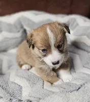 B3 Akc, a male Pembroke Welsh Corgi for sale in Saxon, WI – Photo 3 of 8