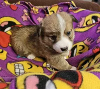 B3 Akc, a male Pembroke Welsh Corgi for sale in Saxon, WI – Photo 2 of 8