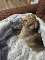 B3 Akc, a male Pembroke Welsh Corgi for sale in Saxon, WI – Photo 8 of 8