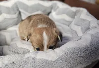 B3 Akc, a male Pembroke Welsh Corgi for sale in Saxon, WI – Photo 4 of 8