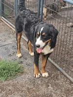 Iris, a female Bernese Mountain Dog for sale in Saxon, WI – 2 of 3