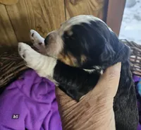 Boy #5, a male Bernese Mountain Dog for sale in Saxon, WI – Photo 6 of 7