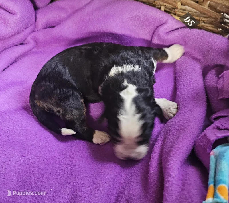 Boy #5 – Bernese Mountain Dog puppy for sale in Saxon, WI