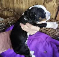 Boy #5, a male Bernese Mountain Dog for sale in Saxon, WI – Photo 4 of 7