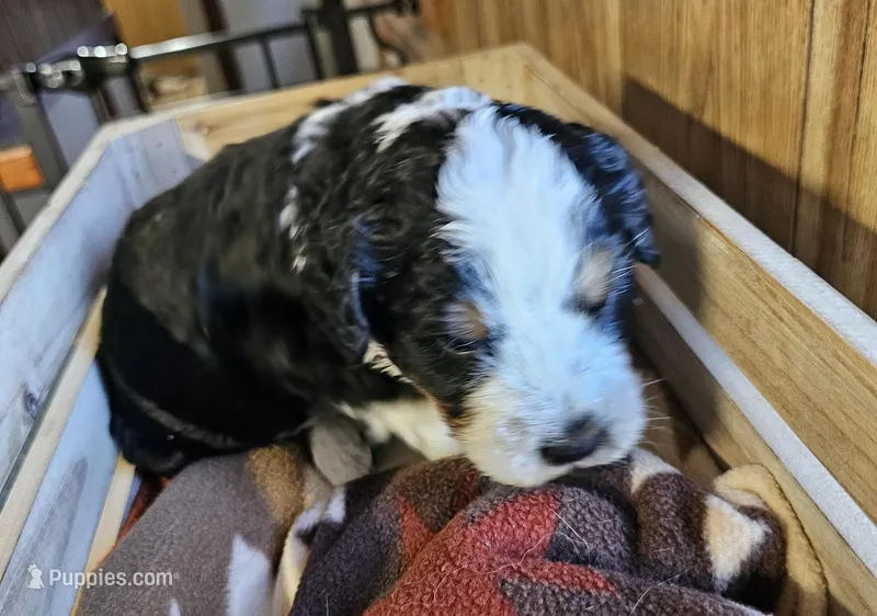 Boy #5 – Bernese Mountain Dog puppy for sale in Saxon, WI