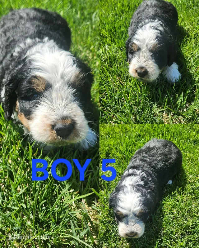 Boy #5 – Bernese Mountain Dog puppy for sale in Saxon, WI