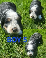 Boy #5, a male Bernese Mountain Dog for sale in Saxon, WI – 7 of 9