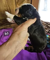 Boy #5, a male Bernese Mountain Dog for sale in Saxon, WI – Photo 2 of 7