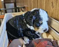 Boy #5, a male Bernese Mountain Dog for sale in Saxon, WI – 9 of 9