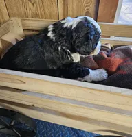 Boy #5, a male Bernese Mountain Dog for sale in Saxon, WI – 5 of 9