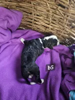 Boy #5, a male Bernese Mountain Dog for sale in Saxon, WI – Photo 7 of 7