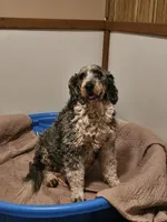 G blk tri, a female Bernedoodle for sale in Saxon, WI – Photo 3 of 6