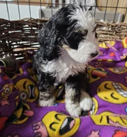 G blk tri, a female Bernedoodle for sale in Saxon, WI – Photo 2 of 6