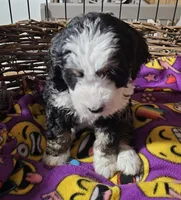 G blk tri, a female Bernedoodle for sale in Saxon, WI – Photo 4 of 6