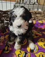 G blk tri, a female Bernedoodle for sale in Saxon, WI – Photo 1 of 6