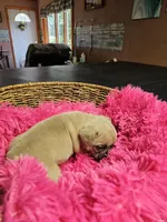 Saffire  g2 blue fawn, a female French Bulldog for sale in Saxon, WI – Photo 3 of 9