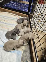 Saffire  g2 blue fawn, a female French Bulldog for sale in Saxon, WI – Photo 5 of 9