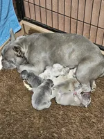 Saffire  g2 blue fawn, a female French Bulldog for sale in Saxon, WI – Photo 6 of 9