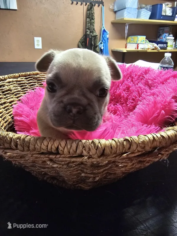 Saffire  g2 blue fawn