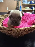 Saffire  g2 blue fawn, a female French Bulldog for sale in Saxon, WI – Photo 1 of 9