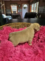 Saffire  g2 blue fawn, a female French Bulldog for sale in Saxon, WI – Photo 2 of 9