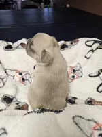 Saffire  g2 blue fawn, a female French Bulldog for sale in Saxon, WI – Photo 4 of 9