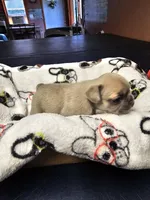 Saffire  g2 blue fawn, a female French Bulldog for sale in Saxon, WI – Photo 7 of 9