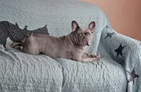 Saffire  g2 blue fawn, a female French Bulldog for sale in Saxon, WI – Photo 8 of 9