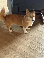 Bam Bam, a male Cardigan Welsh Corgi and Pembroke Welsh Corgi for sale in Saxon, WI – Photo 3 of 3