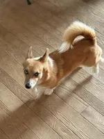 Bam Bam, a male Cardigan Welsh Corgi and Pembroke Welsh Corgi for sale in Saxon, WI – Photo 2 of 3