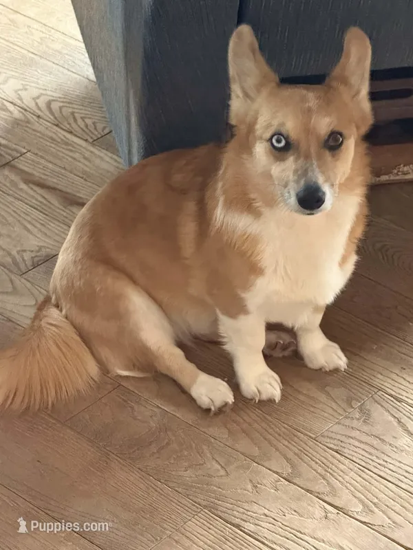 Bam Bam – Cardigan Welsh Corgi, Pembroke Welsh Corgi puppy for sale in Saxon, WI