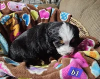 B1 AKC, a male Bernese Mountain Dog for sale in Saxon, WI – Photo 8 of 8