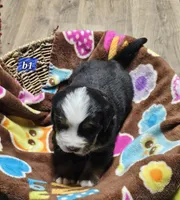 B1 AKC, a male Bernese Mountain Dog for sale in Saxon, WI – Photo 5 of 8