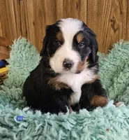 B1 AKC, a male Bernese Mountain Dog for sale in Saxon, WI – Photo 1 of 8