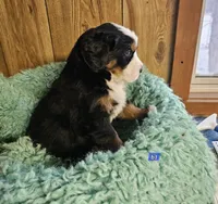 B1 AKC, a male Bernese Mountain Dog for sale in Saxon, WI – Photo 2 of 8