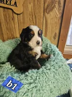 B1 AKC, a male Bernese Mountain Dog for sale in Saxon, WI – Photo 3 of 8